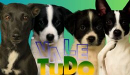 Inspirada no sucesso da novela “Vale Tudo”, a Associação Desabandone, que atua no resgate e adoção de animais abandonados na Grande São Paulo
