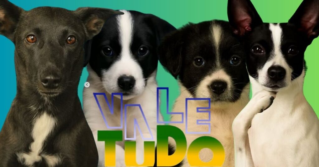 Inspirada no sucesso da novela “Vale Tudo”, a Associação Desabandone, que atua no resgate e adoção de animais abandonados na Grande São Paulo