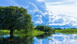 Programa PSA Conservação apoia preservação no Bioma Pantanal de MS