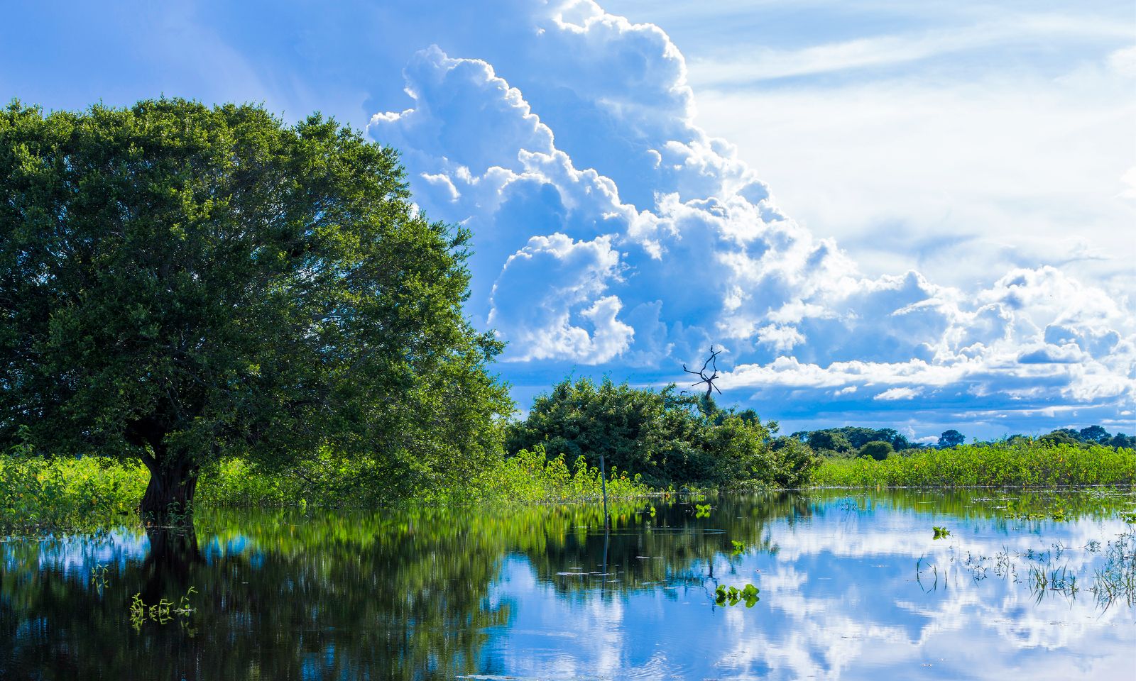 Programa PSA Conservação apoia preservação no Bioma Pantanal de MS