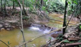 ONG mantém preservado último igarapé limpo em área urbana de Manaus 