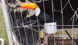 Operação Libertas desmantela rede nacional de tráfico de fauna silvestreA ação coordenada pelo Ministério Público e órgãos ambientais resulta na maior ofensiva do ano contra o comércio ilegal de animais, revelando também crimes de lavagem de dinheiro e associação criminosa.