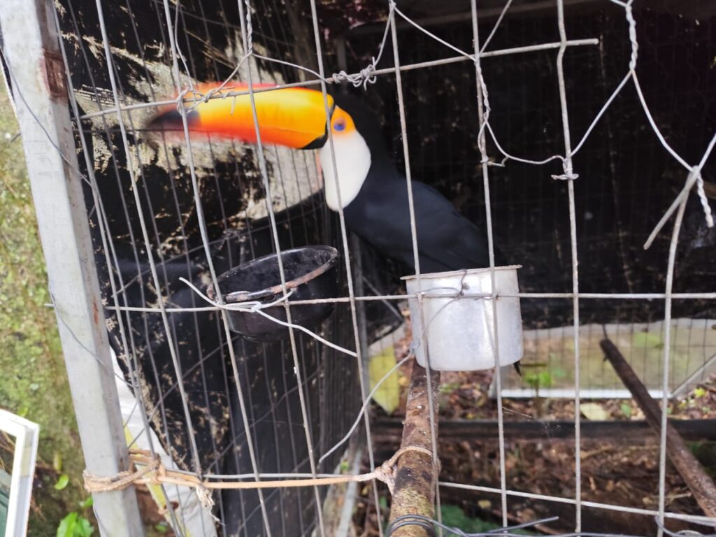 Operação Libertas desmantela rede nacional de tráfico de fauna silvestreA ação coordenada pelo Ministério Público e órgãos ambientais resulta na maior ofensiva do ano contra o comércio ilegal de animais, revelando também crimes de lavagem de dinheiro e associação criminosa.