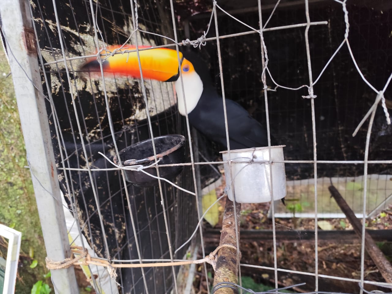 Operação Libertas desmantela rede nacional de tráfico de fauna silvestreA ação coordenada pelo Ministério Público e órgãos ambientais resulta na maior ofensiva do ano contra o comércio ilegal de animais, revelando também crimes de lavagem de dinheiro e associação criminosa.