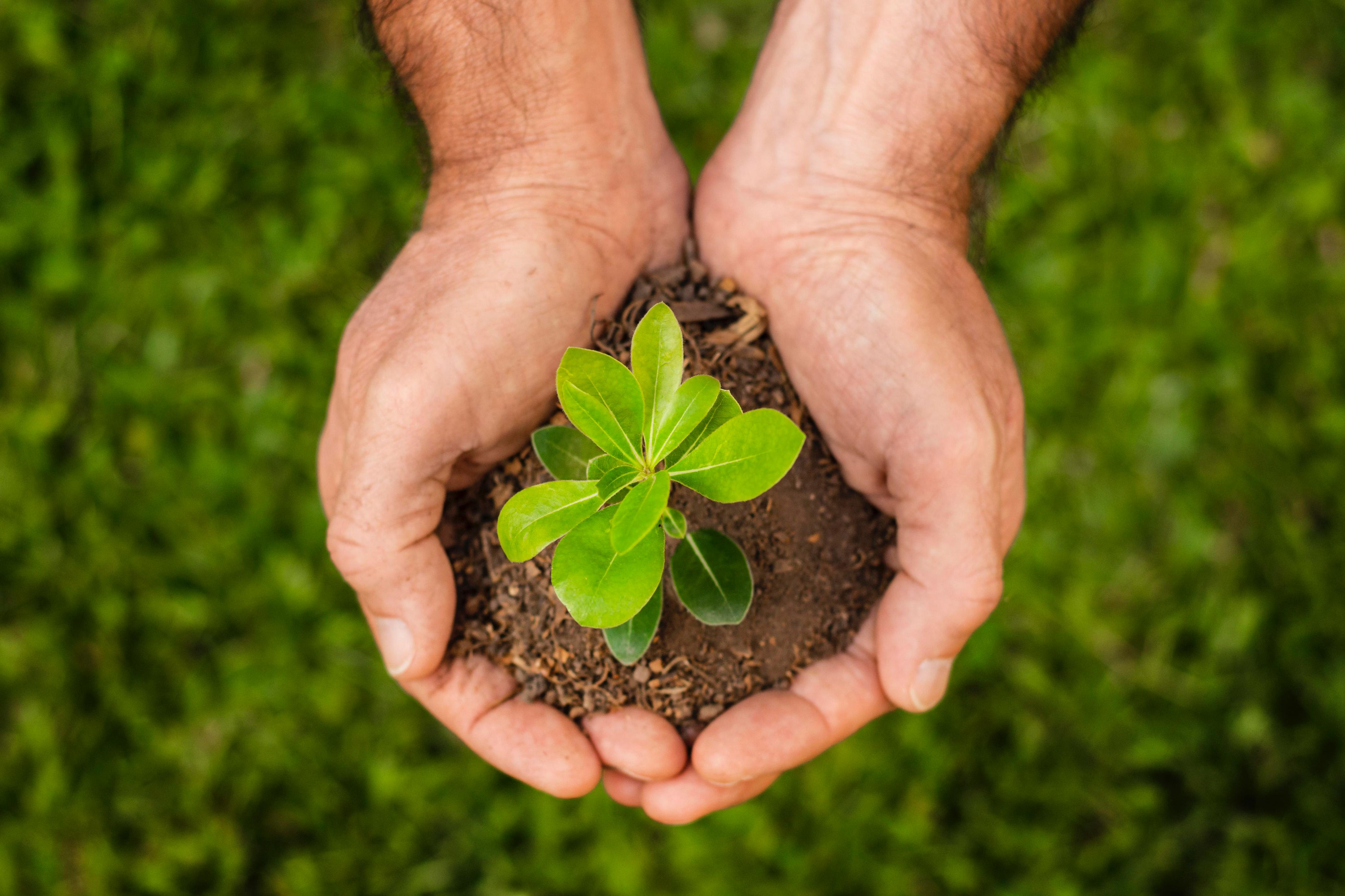 Edital Floresta em Pé abre inscrições para apoiar iniciativas de bioeconomia na Amazônia