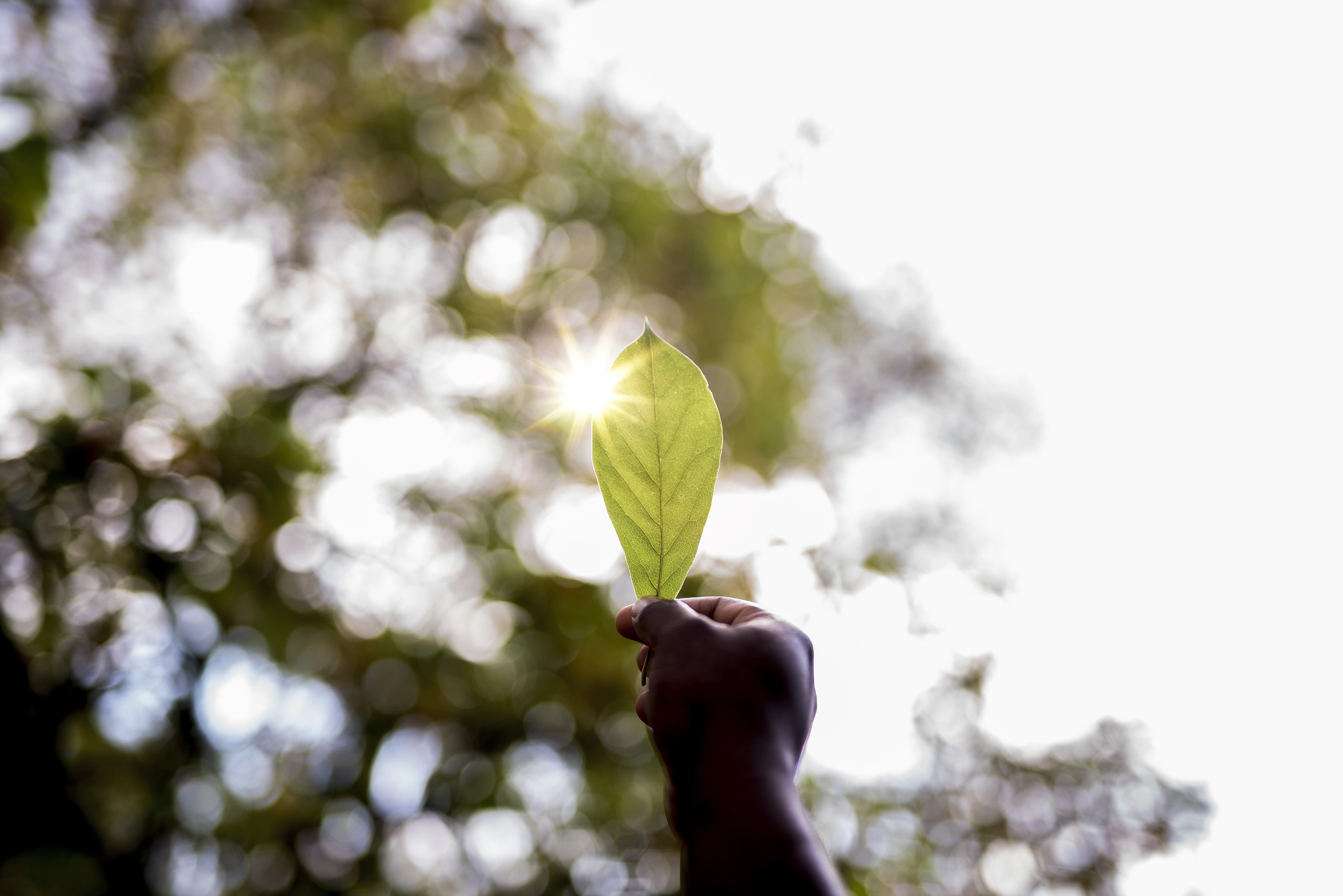 Em paralelo à COP30, evento em Belém discute papel da filantropia na crise climática