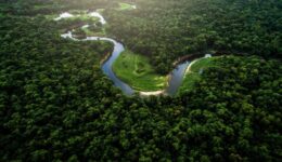 Especialistas discutem restauração da Mata Atlântica e alertam para impactos do desmatamento e da degradação às vésperas da COP 30