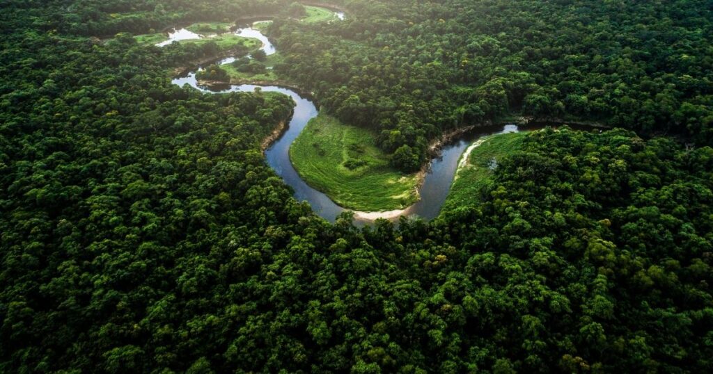 Especialistas discutem restauração da Mata Atlântica e alertam para impactos do desmatamento e da degradação às vésperas da COP 30