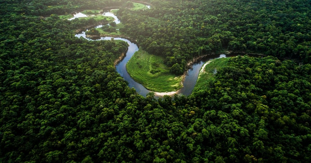 Especialistas discutem restauração da Mata Atlântica e alertam para impactos do desmatamento e da degradação às vésperas da COP 30
