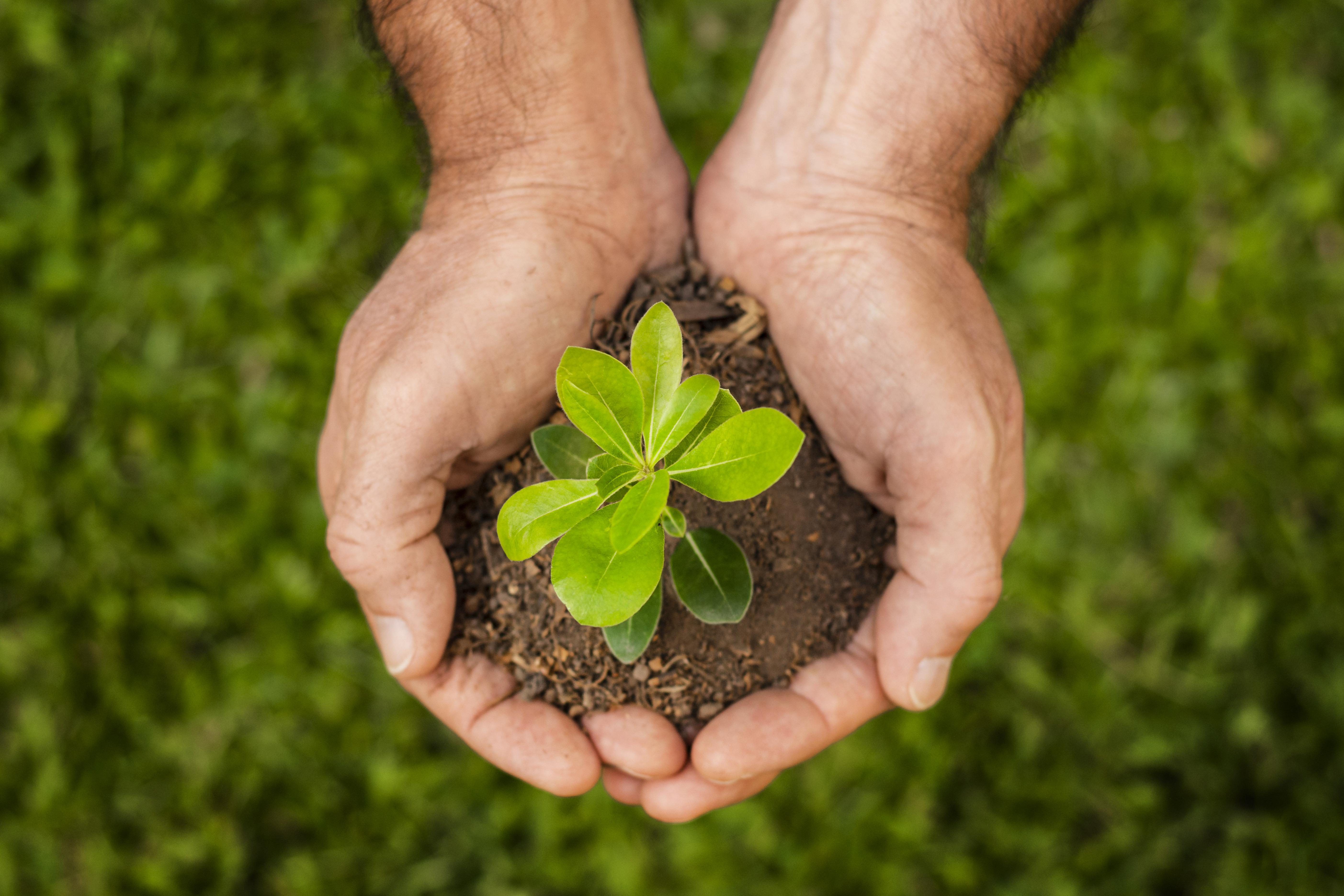 O protagonismo do terceiro setor na defesa do meio ambiente em 2025