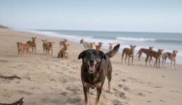 30 milhões de animais, como o cão Orelha, vivem nas ruas do Brasil