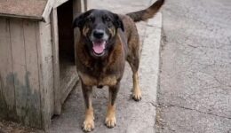 Caso do Cão Orelha chama atenção para relação existente entre maus-tratos a animais e outras formas de violência
