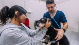 SP terá Hospital Veterinário 24 h com nome em homenagem ao “Cão Orelha”