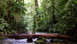 Fundo Casa Socioambiental lança chamada para projetos de conservação e regeneração da Mata Atlântica