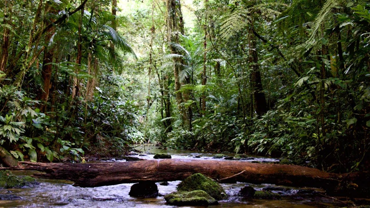 Fundo Casa Socioambiental lança chamada para projetos de conservação e regeneração da Mata Atlântica