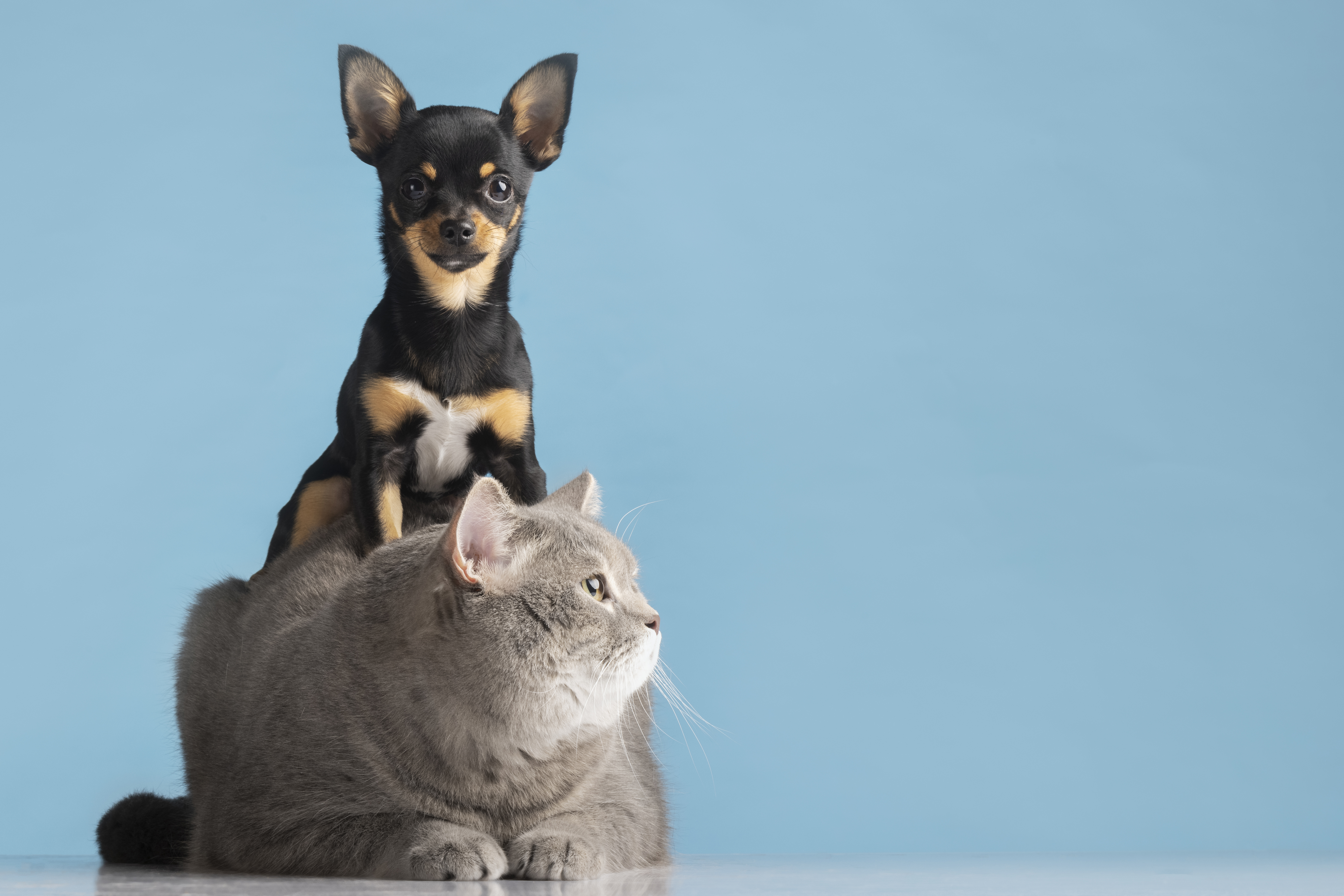 OSCs convocam pré-candidatos a assumirem compromisso com proteção animal