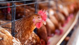 hens-factory-chicken-cages.1