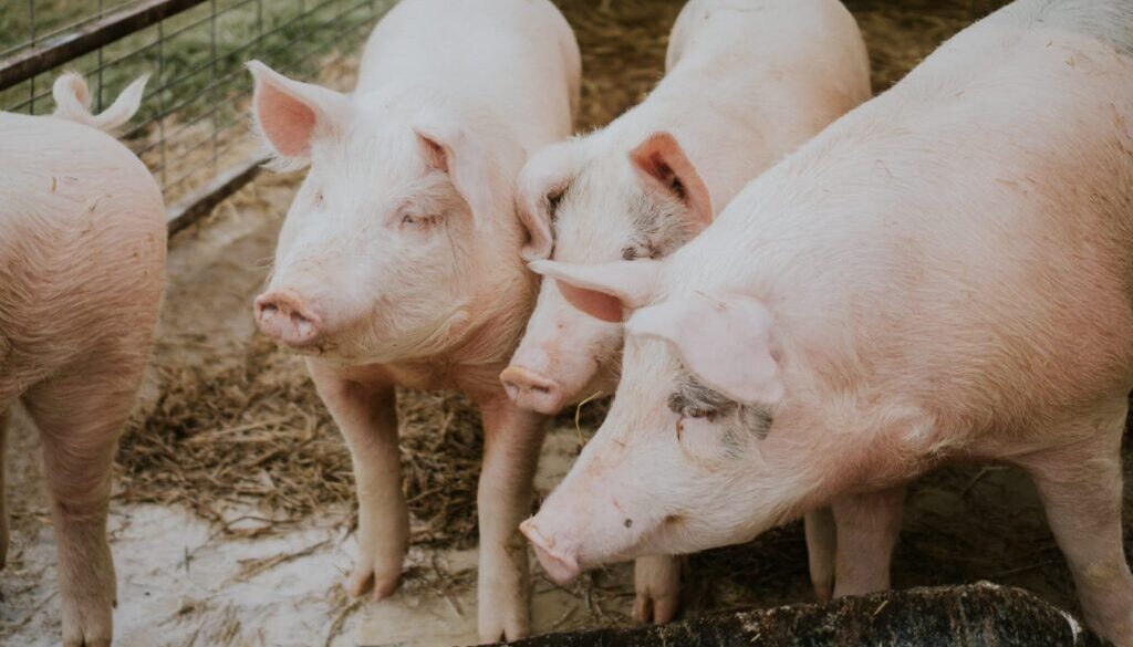 Tiro seletivo closeup de porcos cor de rosa em um celeiro foto wirestock (1)