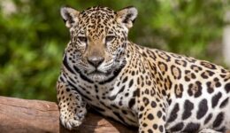 Onça-pintada corre risco de desaparecer da Mata Atlântica por falta de alimento, alerta estudo