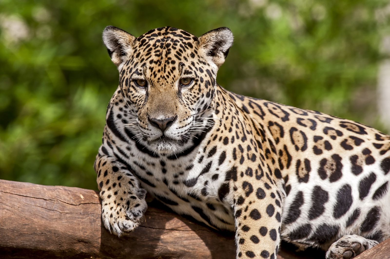 Onça-pintada corre risco de desaparecer da Mata Atlântica por falta de alimento, alerta estudo
